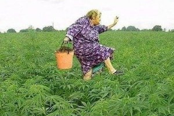 Где купить наркоты