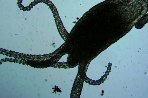 Кракен даркнет krawebes