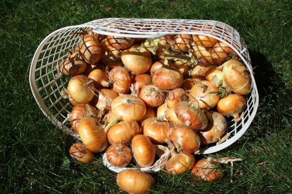 Как найти ссылку на кракен